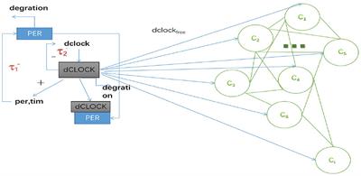 Collective Dynamics of Neural Networks With Sleep-Related Biological Drives in Drosophila